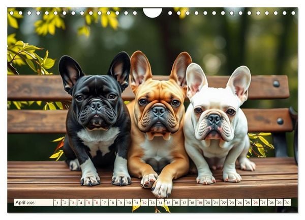 Produktbild: Frenchies in Spiellaune (Wandkalender 2026 DIN A4 quer), CALVENDO Monatskalender