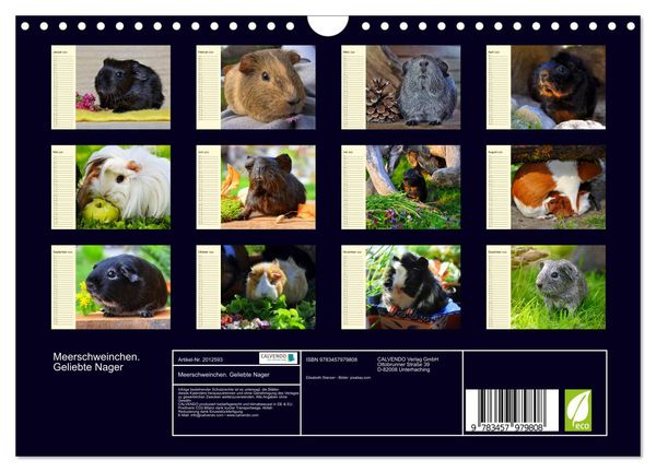 Produktbild: Meerschweinchen. Geliebte Nager (Wandkalender 2026 DIN A4 quer), CALVENDO Monatskalender