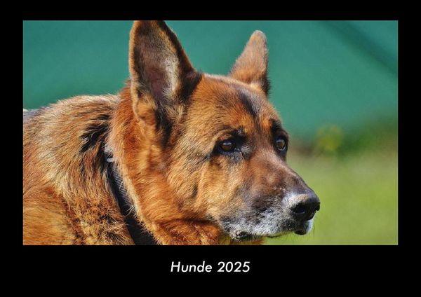 Produktbild: Hunde 2025 Fotokalender DIN A3