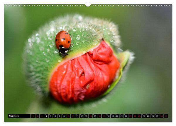 Produktbild: Insekten-Sommer (hochwertiger Premium Wandkalender 2026 DIN A2 quer), Kunstdruck in Hochglanz