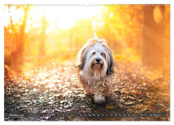 Produktbild: bunte Tierfotografie an Land und im Wasser (hochwertiger Premium Wandkalender 2026 DIN A2 quer), Kunstdruck in Hochglanz
