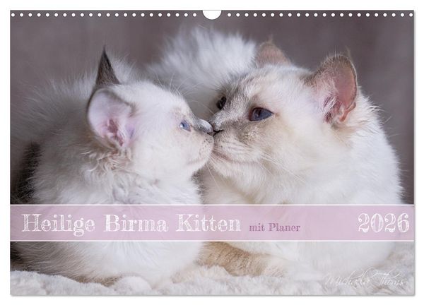 Heilige Birma Kitten mit Planer (Wandkalender 2026 DIN A3 quer), CALVENDO Monatskalender