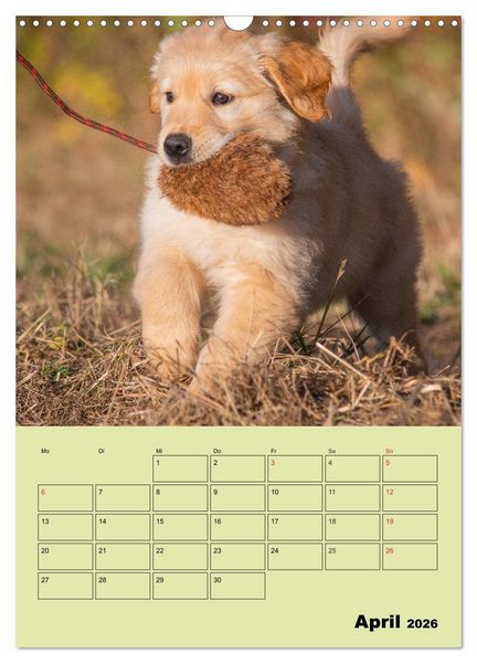 Produktbild: Jahresplaner Golden Retriever (Wandkalender 2026 DIN A3 hoch), CALVENDO Monatskalender