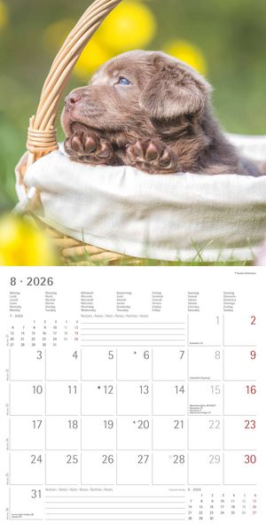 Produktbild: Labrador Retriever 2026 - Broschürenkalender 30x30 cm (30x60 geöffnet) - Kalende