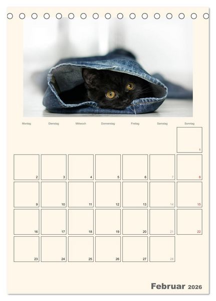 Produktbild: Schmusige Britisch Kurzhaar (Tischkalender 2026 DIN A5 hoch), CALVENDO Monatskalender