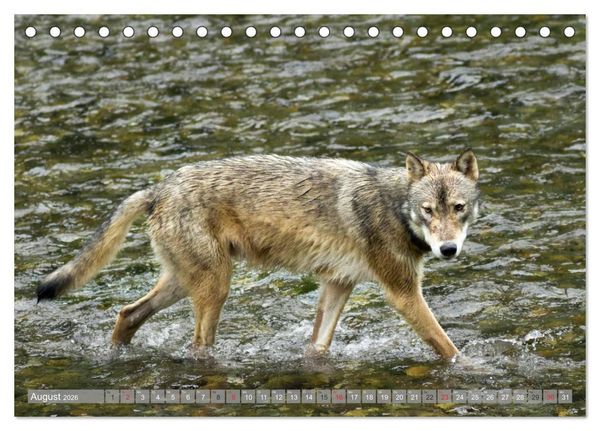 Produktbild: B&auml;r, Wolf und Co - Tiere Nordamerikas (Tischkalender 2026 DIN A5 quer), CALVENDO Monatskalender