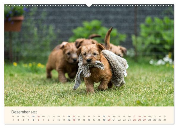 Produktbild: IRISH SOFT COATED WHEATEN TERRIER 2026 (hochwertiger Premium Wandkalender 2026 DIN A2 quer), Kunstdruck in Hochglanz
