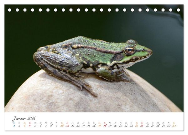 Produktbild: Frosch Karl, Hans und Max im Einklang der Natur (Tischkalender 2026 DIN A5 quer), CALVENDO Monatskalender