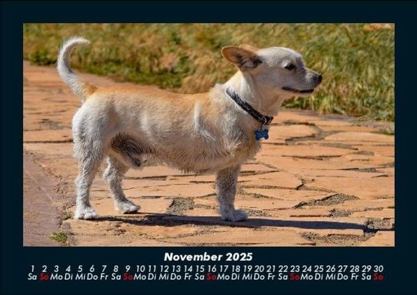 Produktbild: Hunde 2025 Fotokalender DIN A5
