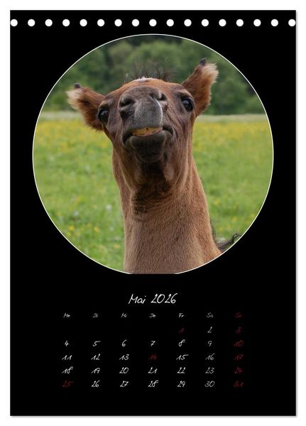 Produktbild: Crazy horses (Tischkalender 2026 DIN A5 hoch), CALVENDO Monatskalender