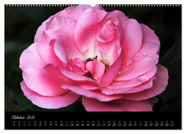 Produktbild: Rosen Romanze - Visuelle Musik (hochwertiger Premium Wandkalender 2026 DIN A2 quer), Kunstdruck in Hochglanz