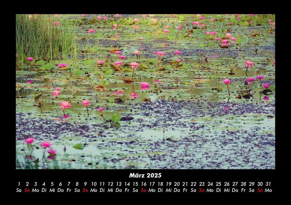 Produktbild: Rosen-Kalender 2025 Fotokalender DIN A3
