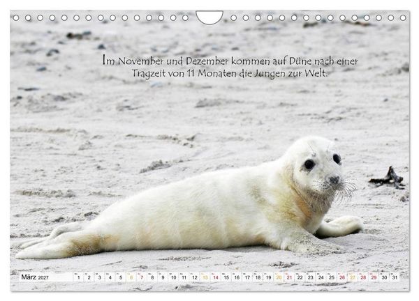 Produktbild: Kegelrobben auf der Insel D&uuml;ne (Wandkalender 2027 DIN A4 quer), CALVENDO Monatskalender