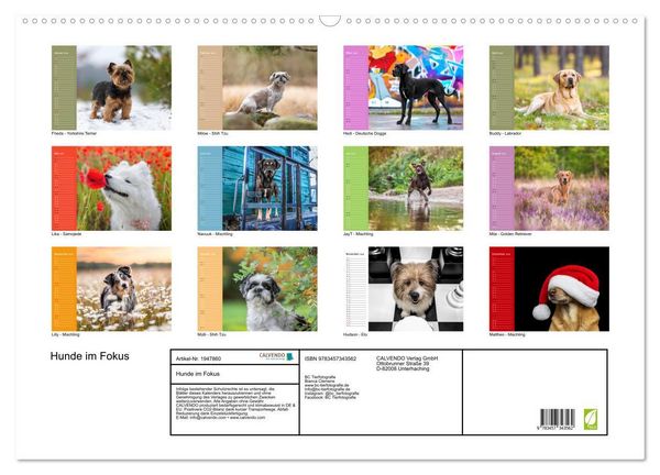 Produktbild: Hunde im Fokus (Wandkalender 2026 DIN A2 quer), CALVENDO Monatskalender