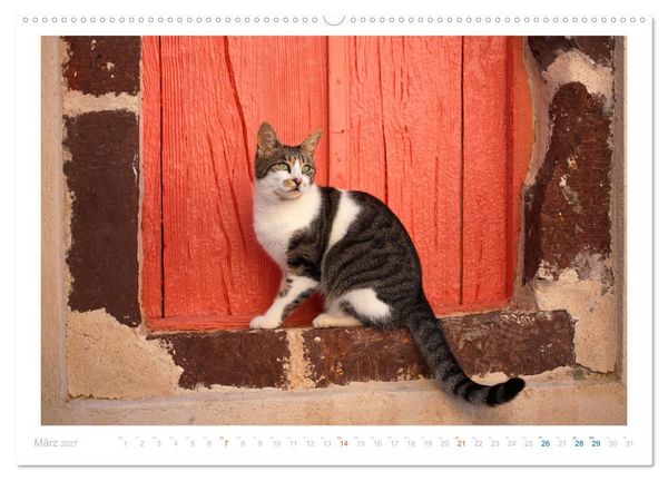 Produktbild: Inselkatzen (Wandkalender 2027 DIN A2 quer), CALVENDO Monatskalender