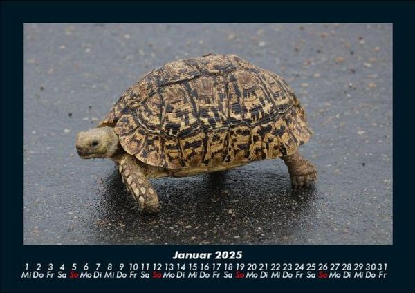 Produktbild: Schildkr&ouml;tenzauber 2025 Fotokalender DIN A5