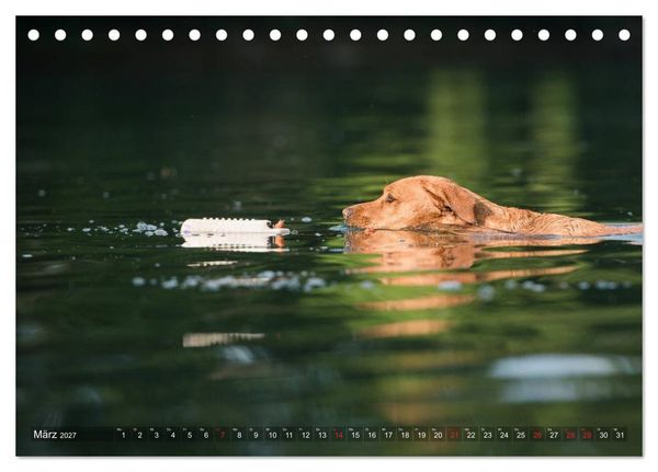Produktbild: Faszination Labrador - gelb, foxred, schwarz (Tischkalender 2027 DIN A5 quer), CALVENDO Monatskalender