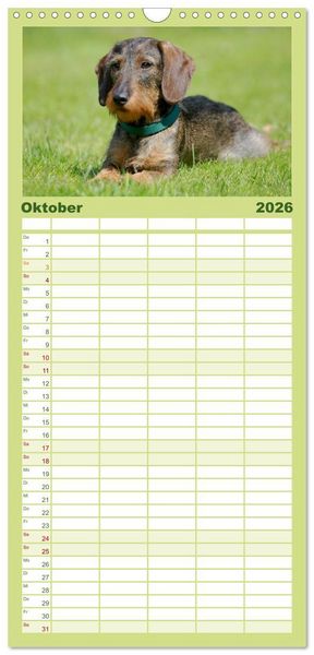 Produktbild: Familienplaner 2026 - Liebenswerte Rabauken - Rauhaardackel mit 5 Spalten (Wandkalender, 21 x 45 cm) CALVENDO