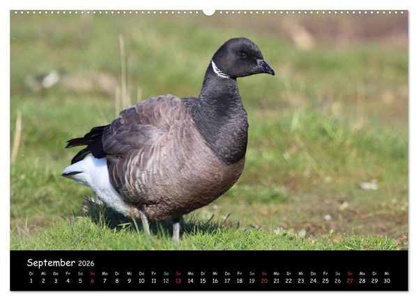 Produktbild: V&ouml;gel der Nordseek&uuml;ste (hochwertiger Premium Wandkalender 2026 DIN A2 quer), Kunstdruck in Hochglanz