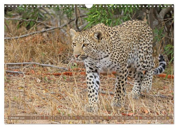 Produktbild: L&ouml;wen und Leoparden - Begegnungen in Afrika (Wandkalender 2026 DIN A3 quer), CALVENDO Monatskalender