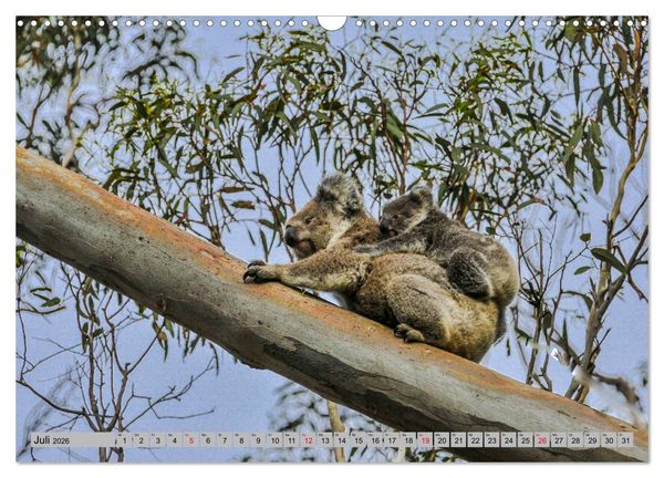 Produktbild: Australische Koalas (Wandkalender 2026 DIN A3 quer), CALVENDO Monatskalender