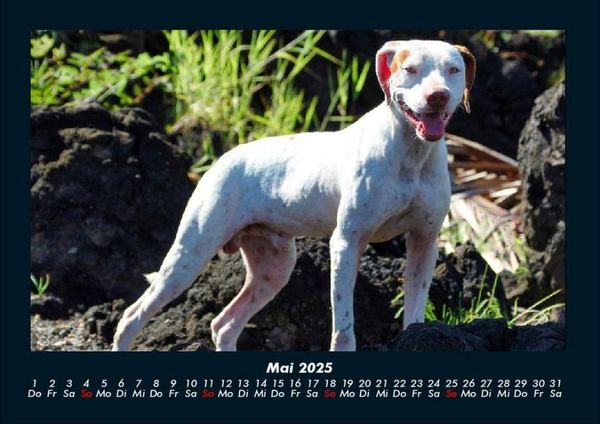 Produktbild: Hunde 2025 Fotokalender DIN A4