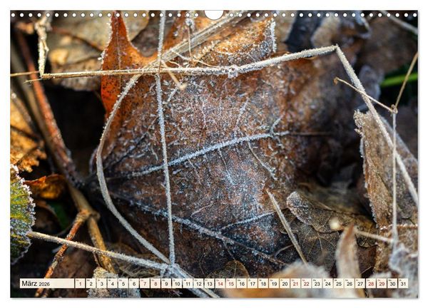 Produktbild: Mikrokosmos im Garten (Wandkalender 2026 DIN A3 quer), CALVENDO Monatskalender