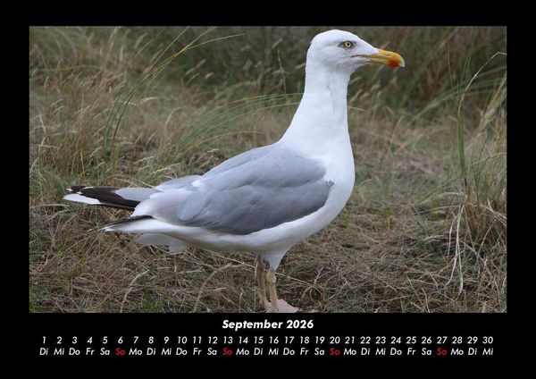 Produktbild: V&ouml;gel 2026 Fotokalender DIN A3