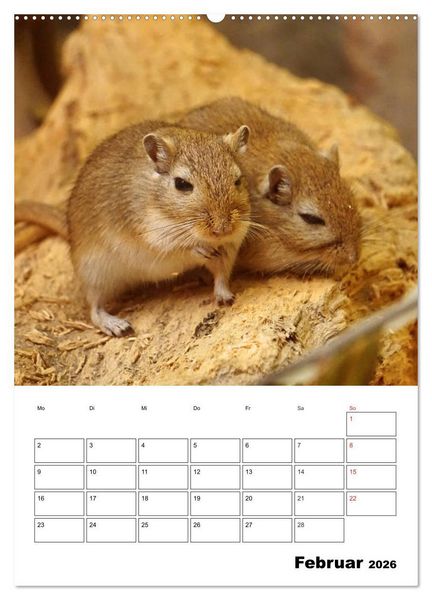 Produktbild: Lustige Rennm&auml;use (Wandkalender 2026 DIN A2 hoch), CALVENDO Monatskalender