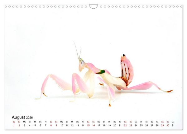 Produktbild: WIRBELLOS (Wandkalender 2026 DIN A3 quer), CALVENDO Monatskalender