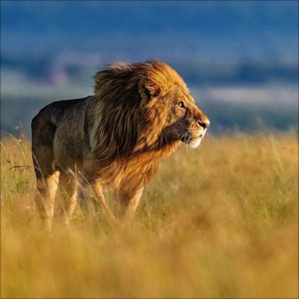 Produktbild: Big Cats 2027