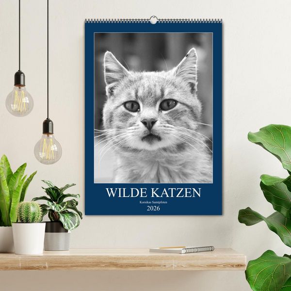 Produktbild: Wilde Katzen - Korsikas Samtpfoten (Wandkalender 2026 DIN A2 hoch), CALVENDO Monatskalender