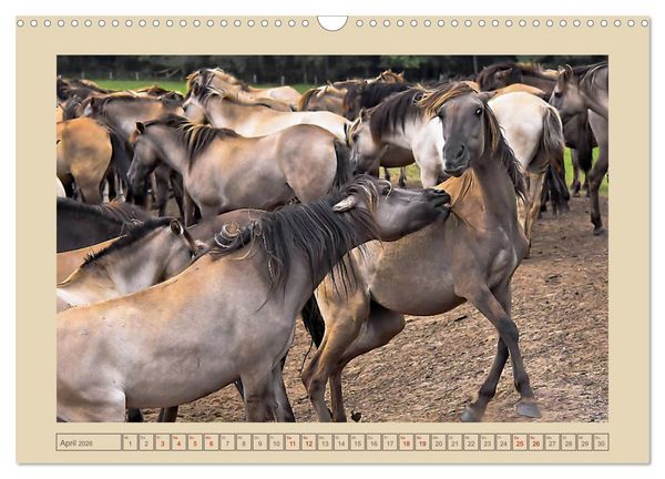 Produktbild: D&uuml;lmener Wildpferde im M&uuml;nsterland (Wandkalender 2026 DIN A3 quer), CALVENDO Monatskalender