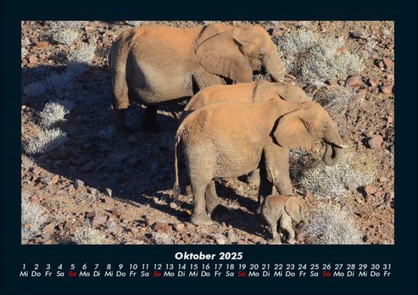 Produktbild: Elefanten 2025 Fotokalender DIN A4
