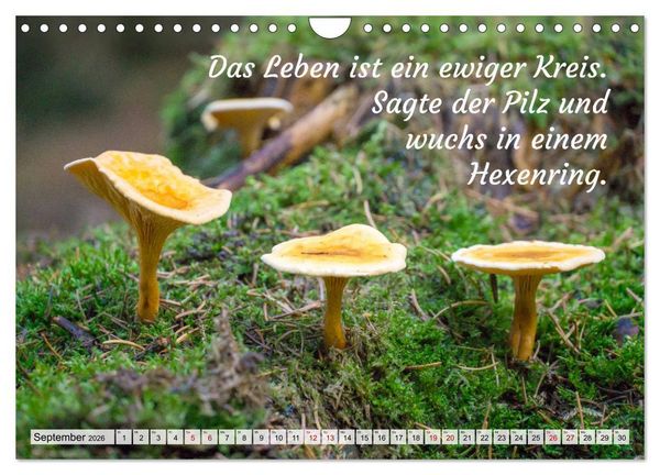 Produktbild: Junge, was hast du`s eilig (Wandkalender 2026 DIN A4 quer), CALVENDO Monatskalender