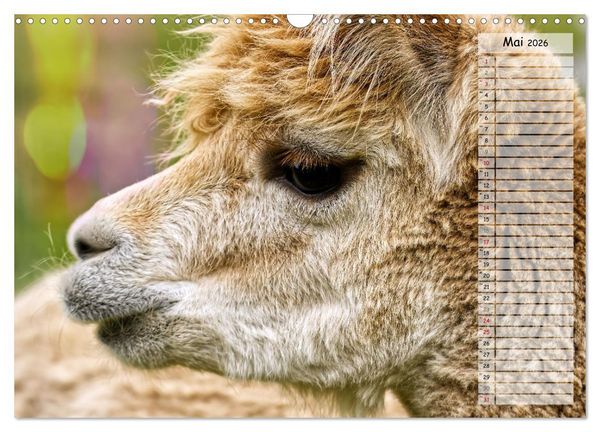 Produktbild: Alpaka, coole Typen mit wilden Frisuren (Wandkalender 2026 DIN A3 quer), CALVENDO Monatskalender