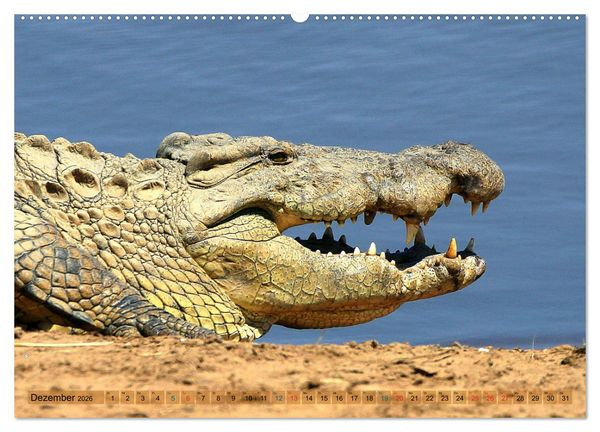 Produktbild: Krokodile in der Wildnis (Wandkalender 2026 DIN A2 quer), CALVENDO Monatskalender