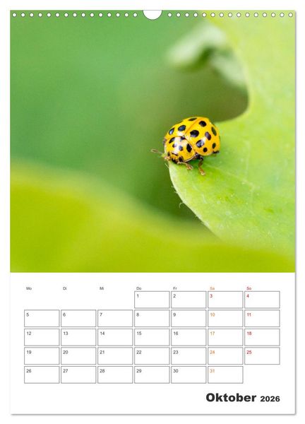 Produktbild: Kleines Gl&uuml;ck ganz gro&szlig;: Marienk&auml;fer! (Wandkalender 2026 DIN A3 hoch), CALVENDO Monatskalender