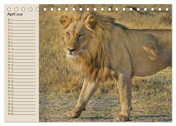 Produktbild: L&ouml;wen. Majest&auml;tische Kraft (Tischkalender 2026 DIN A5 quer), CALVENDO Monatskalender