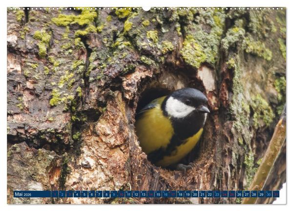 Produktbild: Kohlmeise - Fotografiert von Ostfriesenfotografie (Wandkalender 2026 DIN A2 quer), CALVENDO Monatskalender