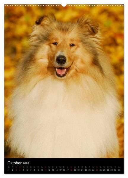 Produktbild: Collie 2026 (hochwertiger Premium Wandkalender 2026 DIN A2 hoch), Kunstdruck in Hochglanz