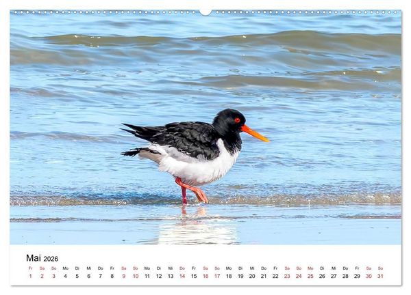 Produktbild: Wasserv&ouml;gel der Ostsee - Impressionen aus der L&uuml;becker Bucht (Wandkalender 2026 DIN A2 quer), CALVENDO Monatskalender
