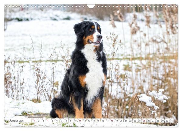 Produktbild: Berner Sennenhunde machen gl&uuml;cklich (Wandkalender 2026 DIN A3 quer), CALVENDO Monatskalender