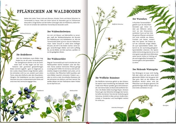 Produktbild: Das gro&szlig;e Buch vom Tannenbaum