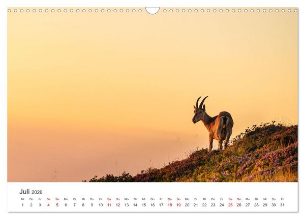 Produktbild: Steinbock - K&ouml;nig der Alpen (Wandkalender 2026 DIN A3 quer), CALVENDO Monatskalender