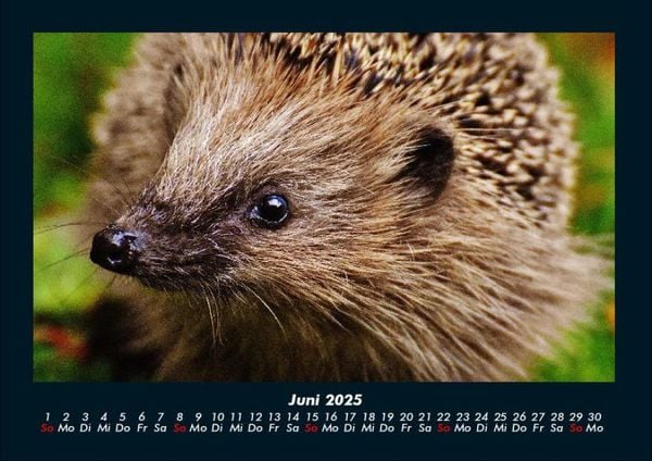 Produktbild: Der Tierkalender 2025 Fotokalender DIN A4