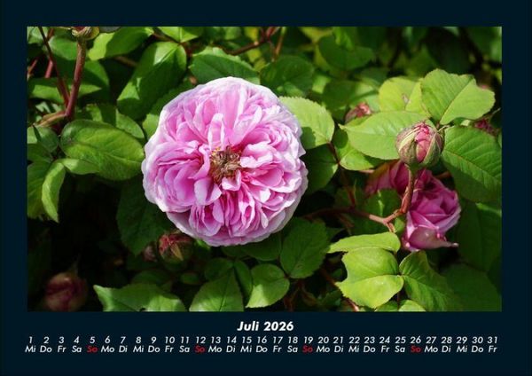 Produktbild: Blumenkalender 2026 Fotokalender DIN A4