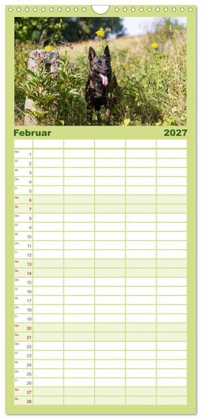 Produktbild: Familienplaner 2027 - ausdrucksvolle Holl&auml;ndische Sch&auml;ferhunde mit 5 Spalten (Wandkalender, 21 x 45 cm) CALVENDO