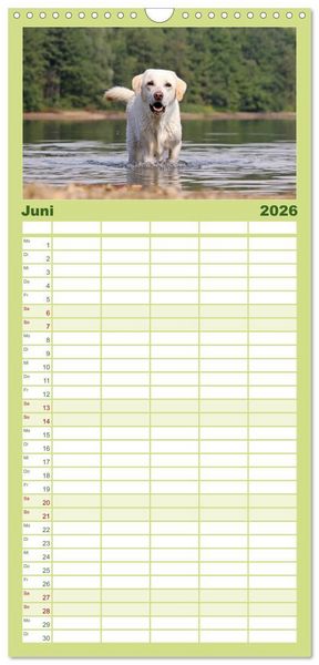 Produktbild: Familienplaner 2026 - Labrador Retriever 2026 mit 5 Spalten (Wandkalender, 21 x 45 cm) CALVENDO