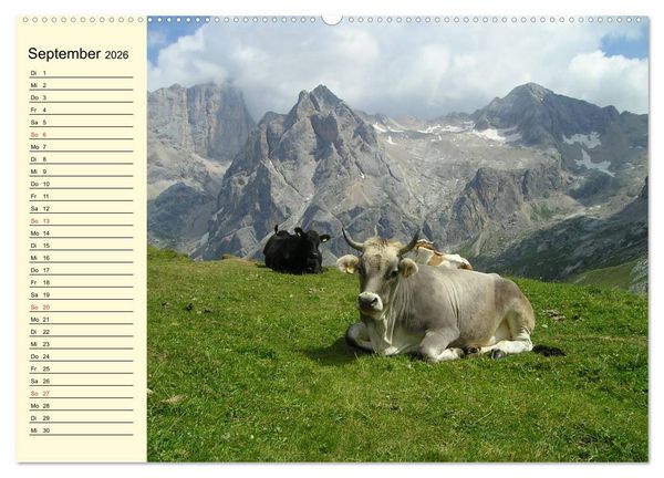 Produktbild: Gl&uuml;ckliche K&uuml;he auf saftigen Wiesen (Wandkalender 2026 DIN A2 quer), CALVENDO Monatskalender